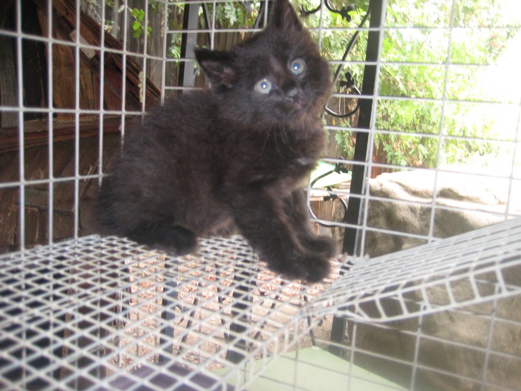Rescued from traffic at Topanga/Oxnard Boulevards