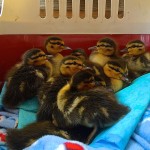 baby ducks